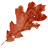 leaf-2