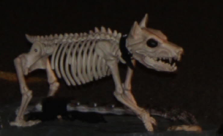 Bone Dog